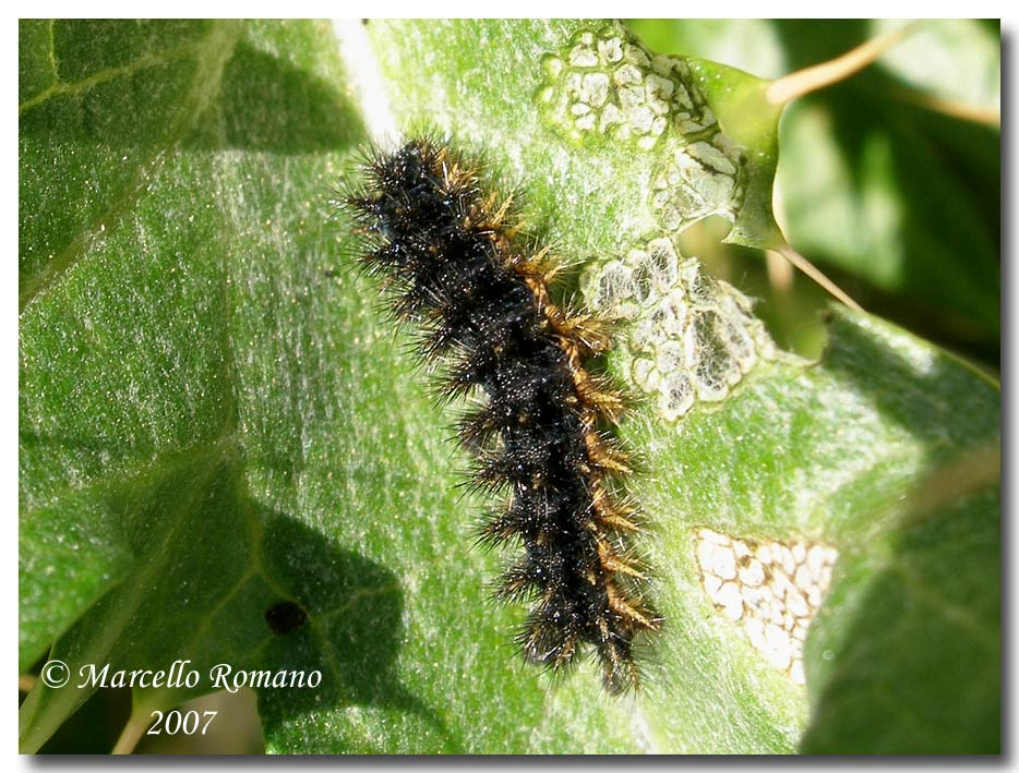 Bruco, crisalide e adulti di Melitaea aetherie (Nymphalidae)